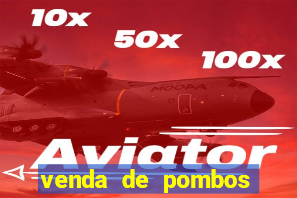 venda de pombos correios olx